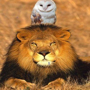 STRONG AS A LION -  WISE AS AN OWL